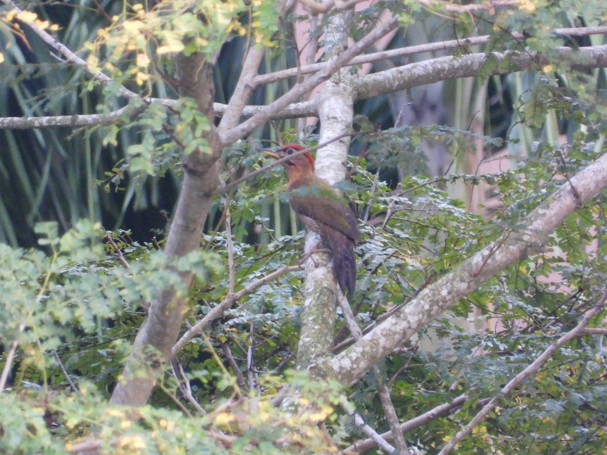 Pito Colinegro - ML645697280