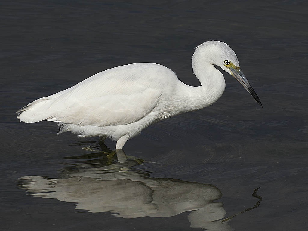 Garceta Azul - ML645697281