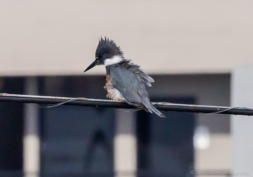 Martín Gigante Norteamericano - ML645697282