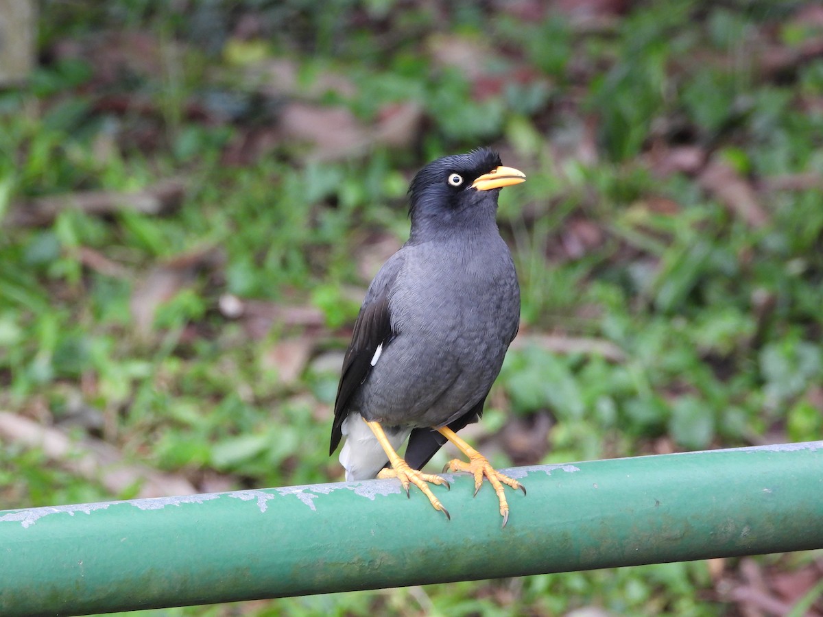 Miná de Java - ML645697284