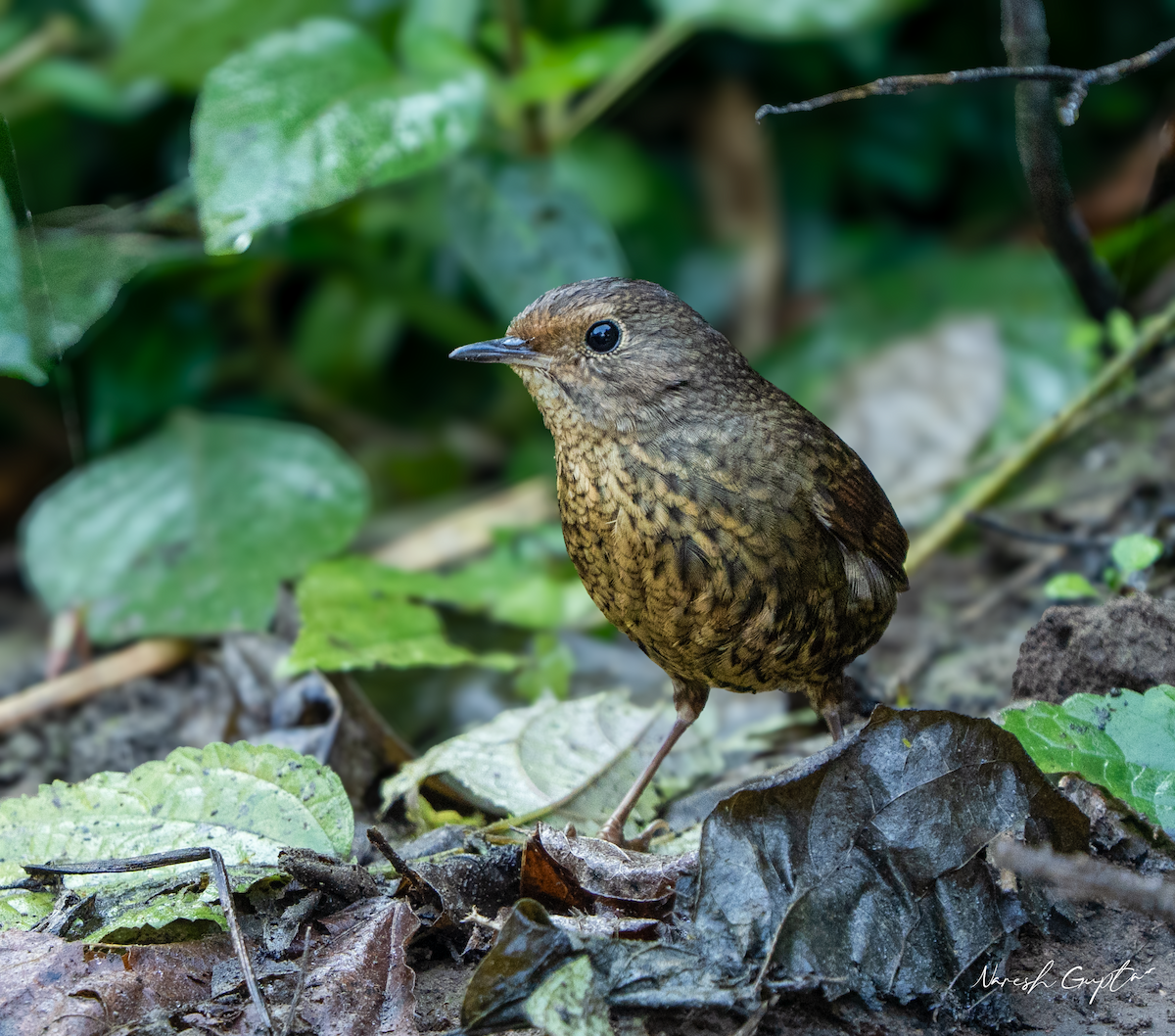 Ratina Inmaculada - ML645697285