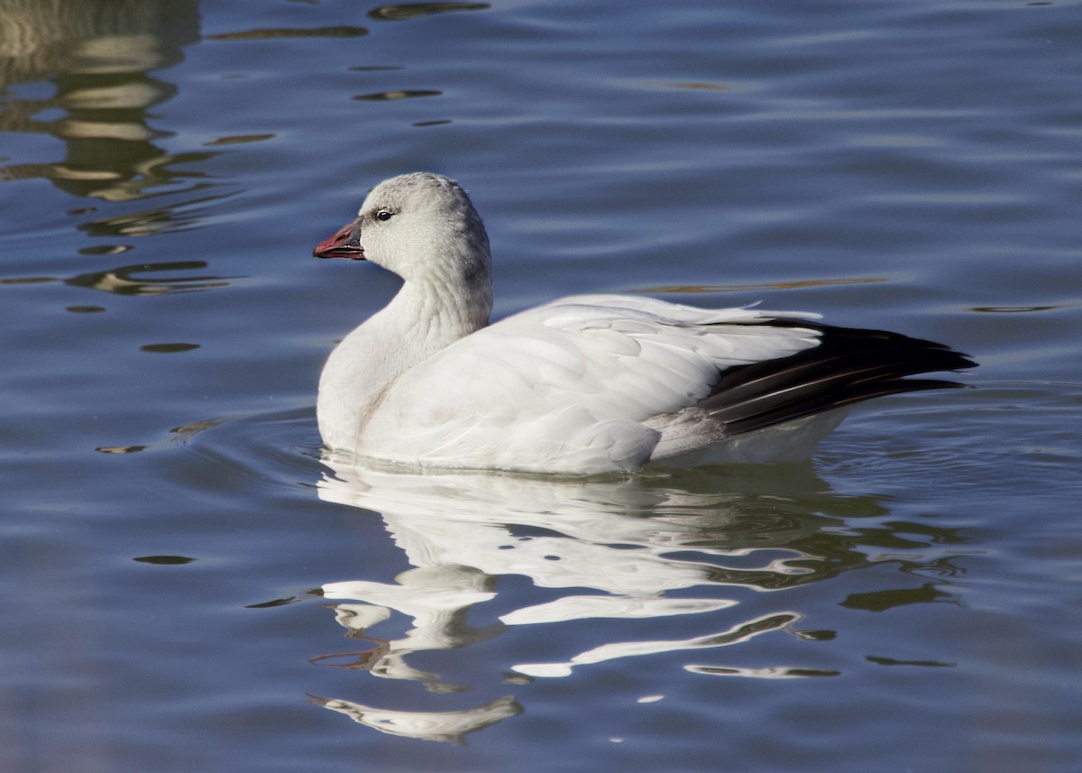 Ánsar de Ross - ML645697286
