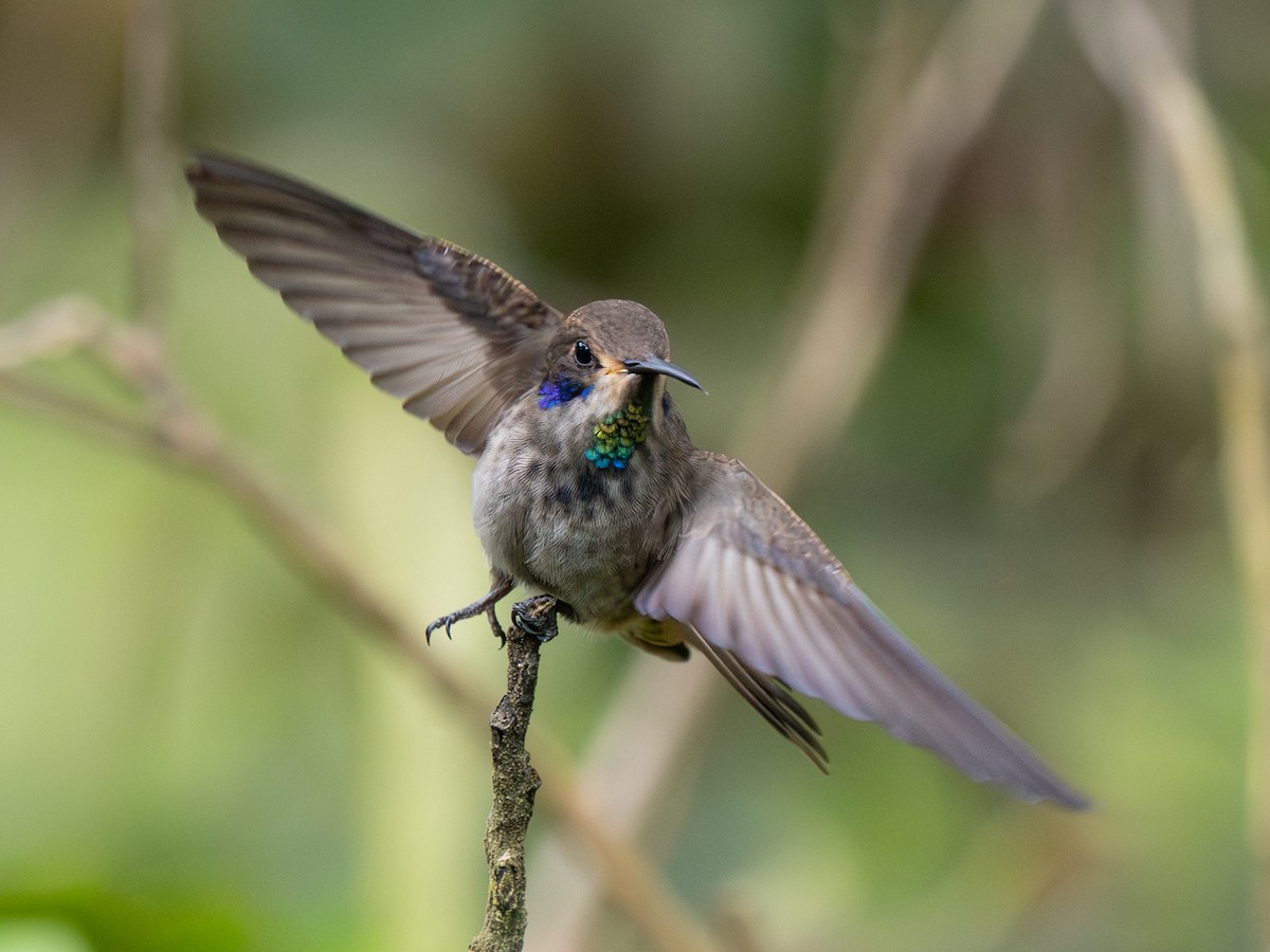 Colibrí Pardo - ML645697287