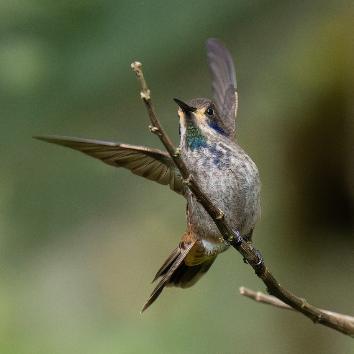 Colibrí Pardo - ML645697288
