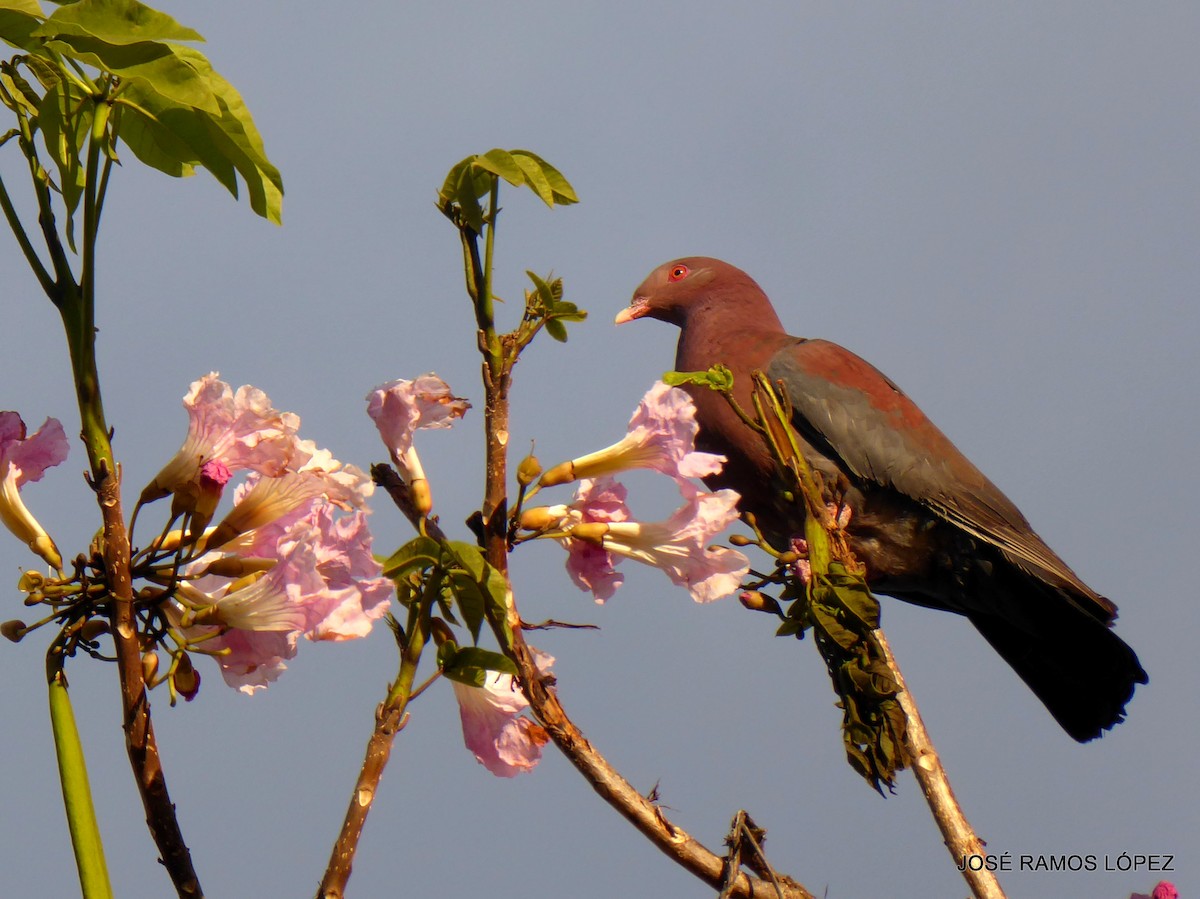 Paloma Piquirroja - ML645697290