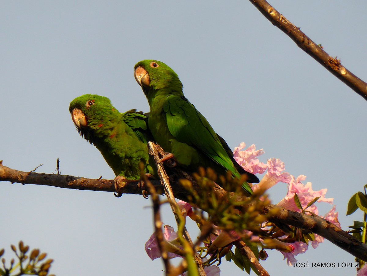 Aratinga del Pacífico - ML645697291