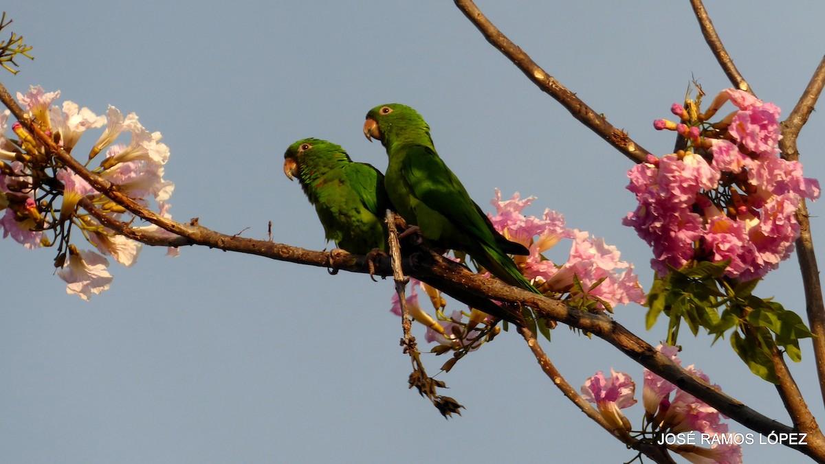 Aratinga del Pacífico - ML645697292