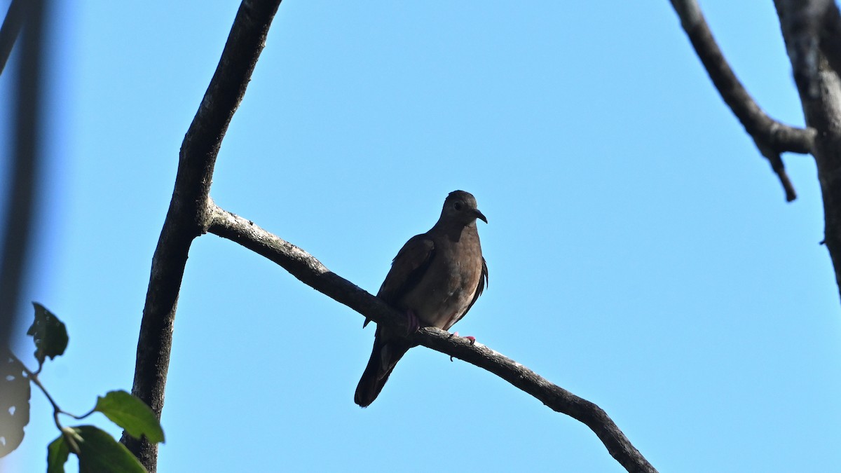 Columbina Colorada - ML645697294