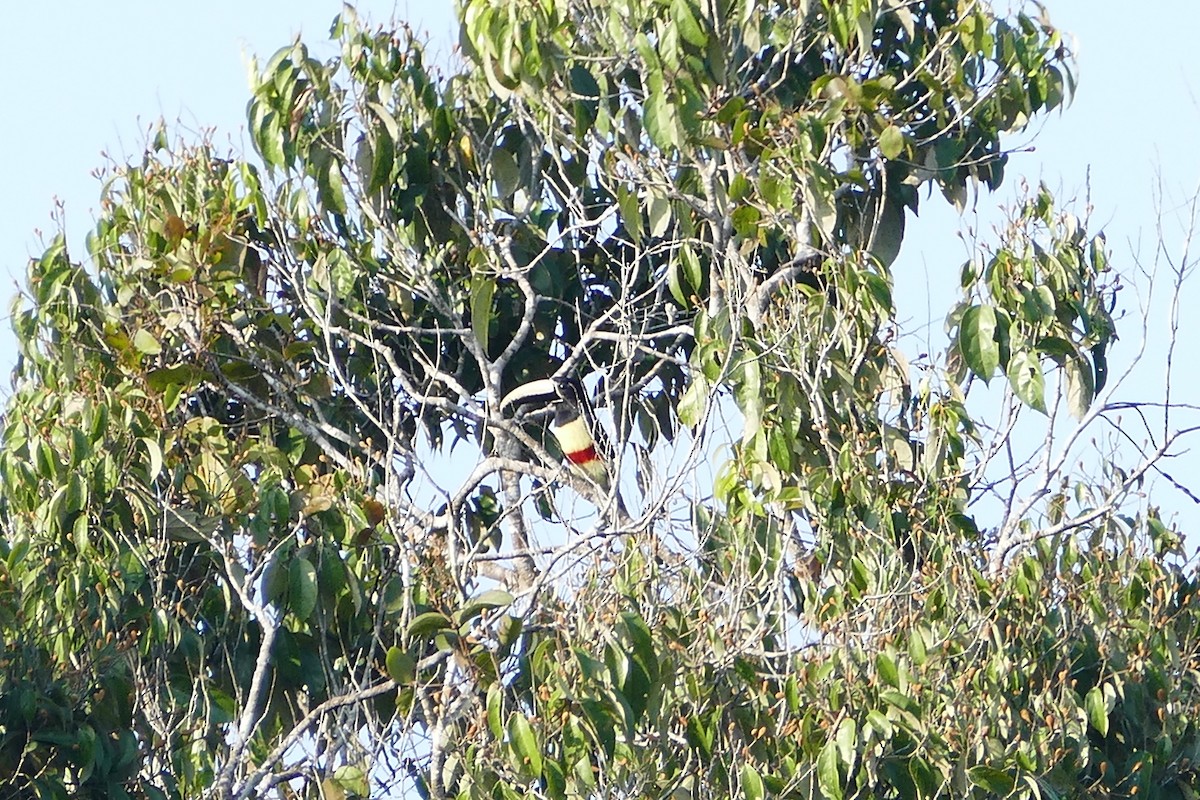 Arasarí Cuellinegro - ML645697296