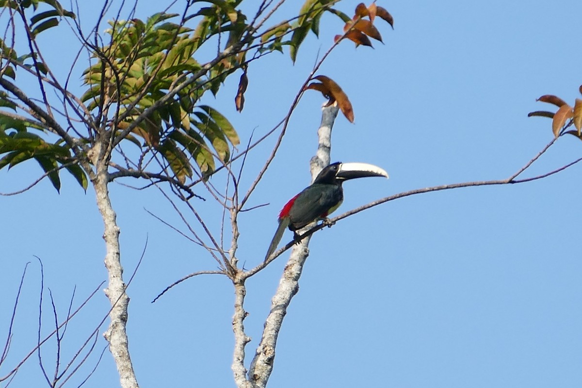 Arasarí Cuellinegro - ML645697297