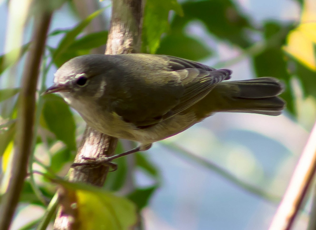 Orange-crowned Warbler - ML645697301
