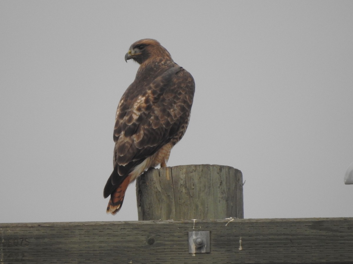 アカオノスリ - ML645697303