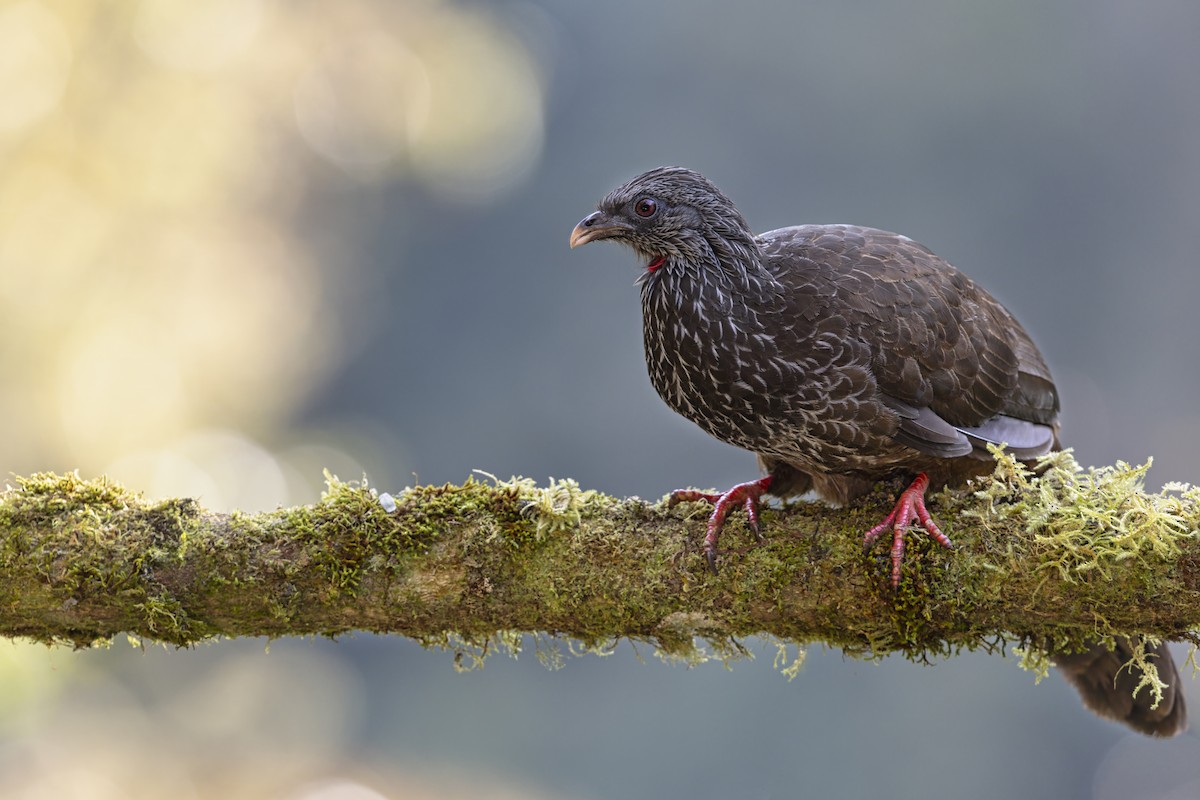 andeshokko - ML645697304