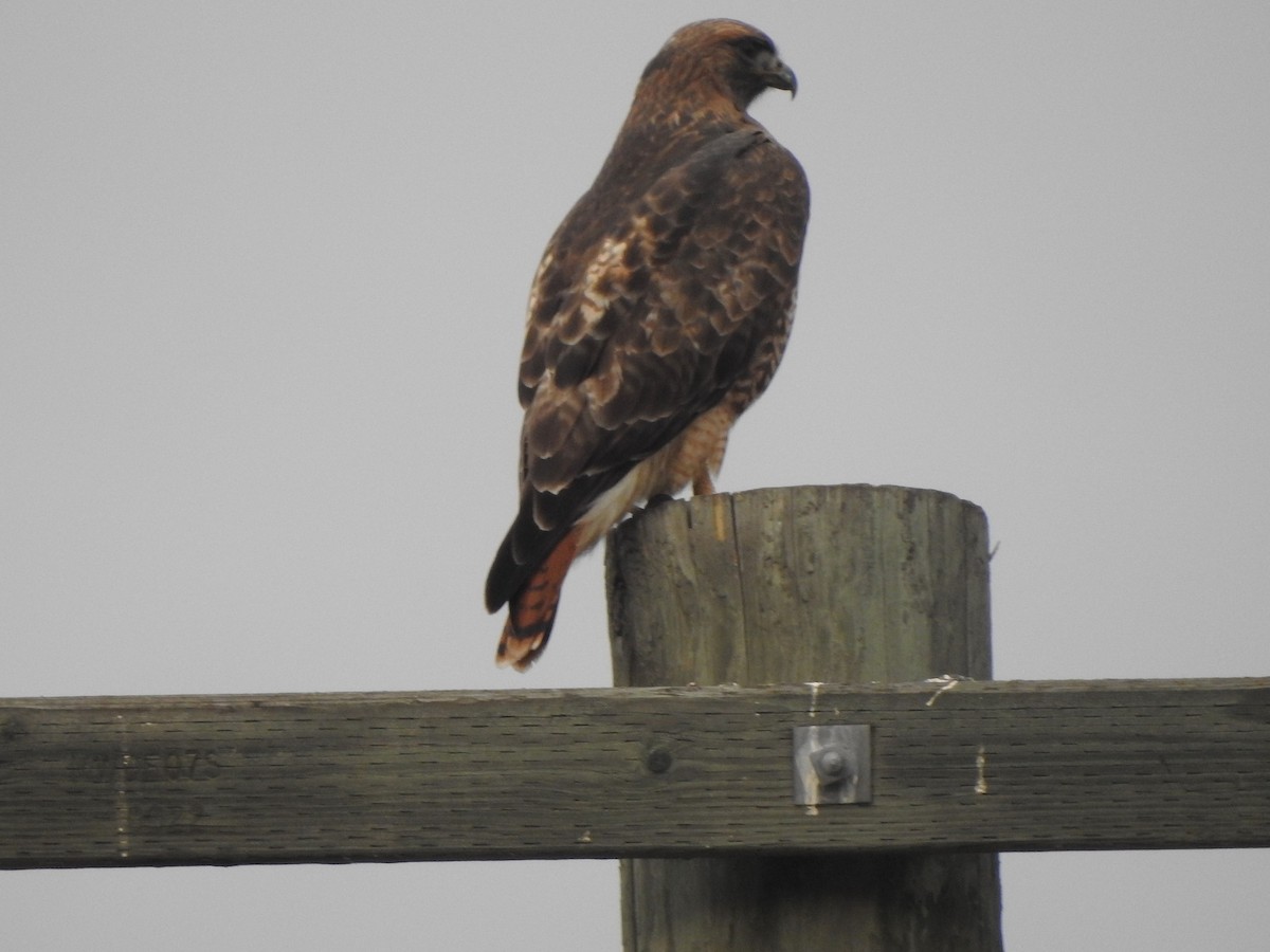 アカオノスリ - ML645697310