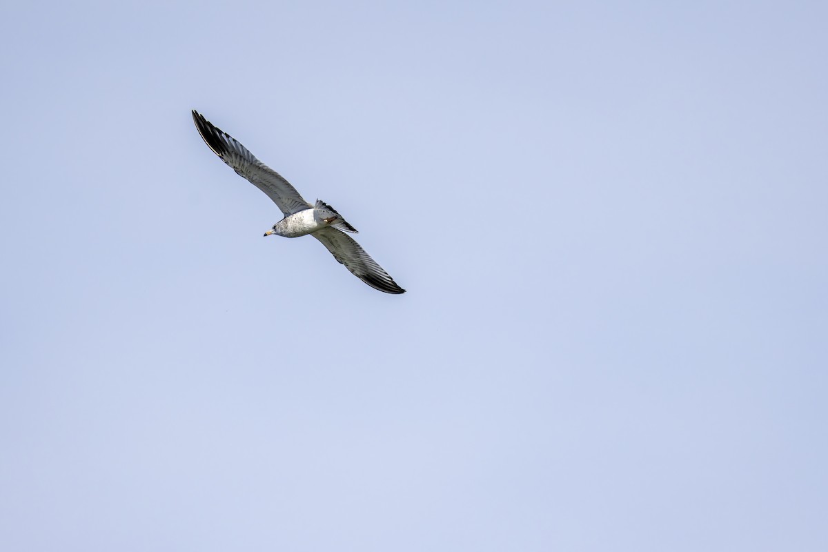 Ring-billed Gull - ML645697314