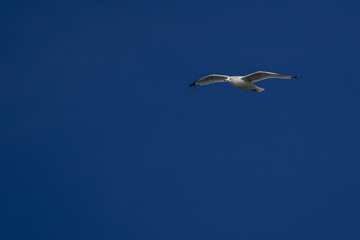Ring-billed Gull - ML645697315