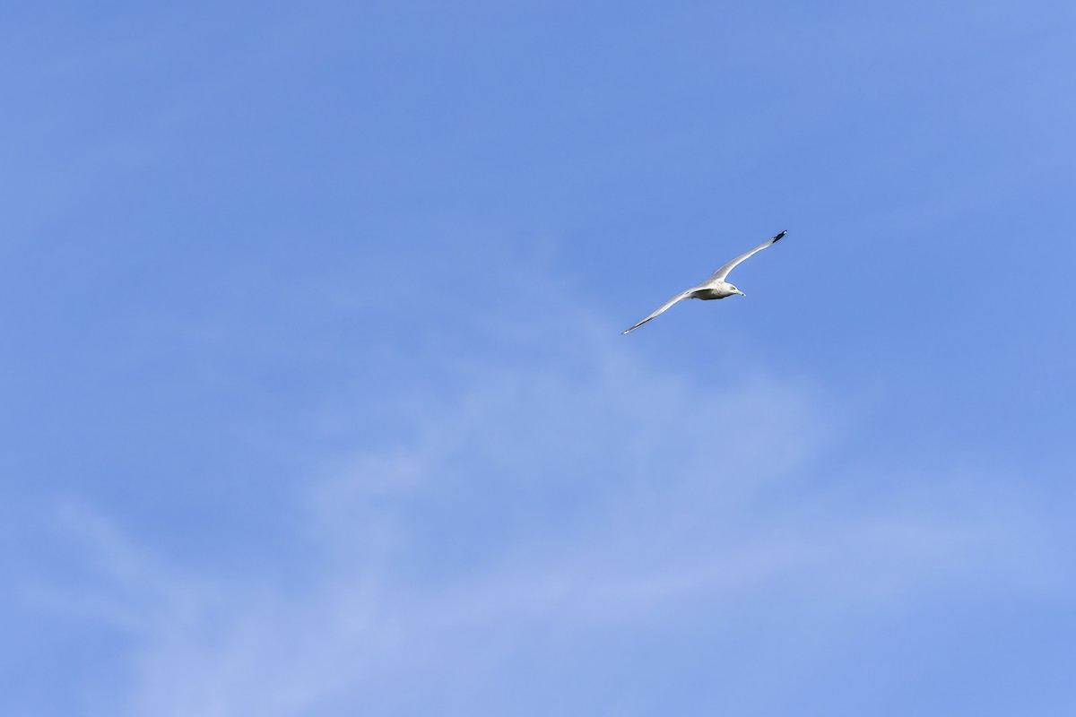 Ring-billed Gull - ML645697316