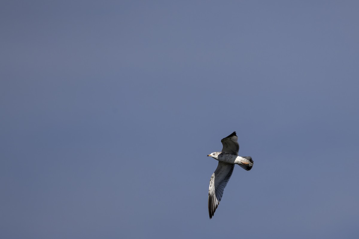 Ring-billed Gull - ML645697317