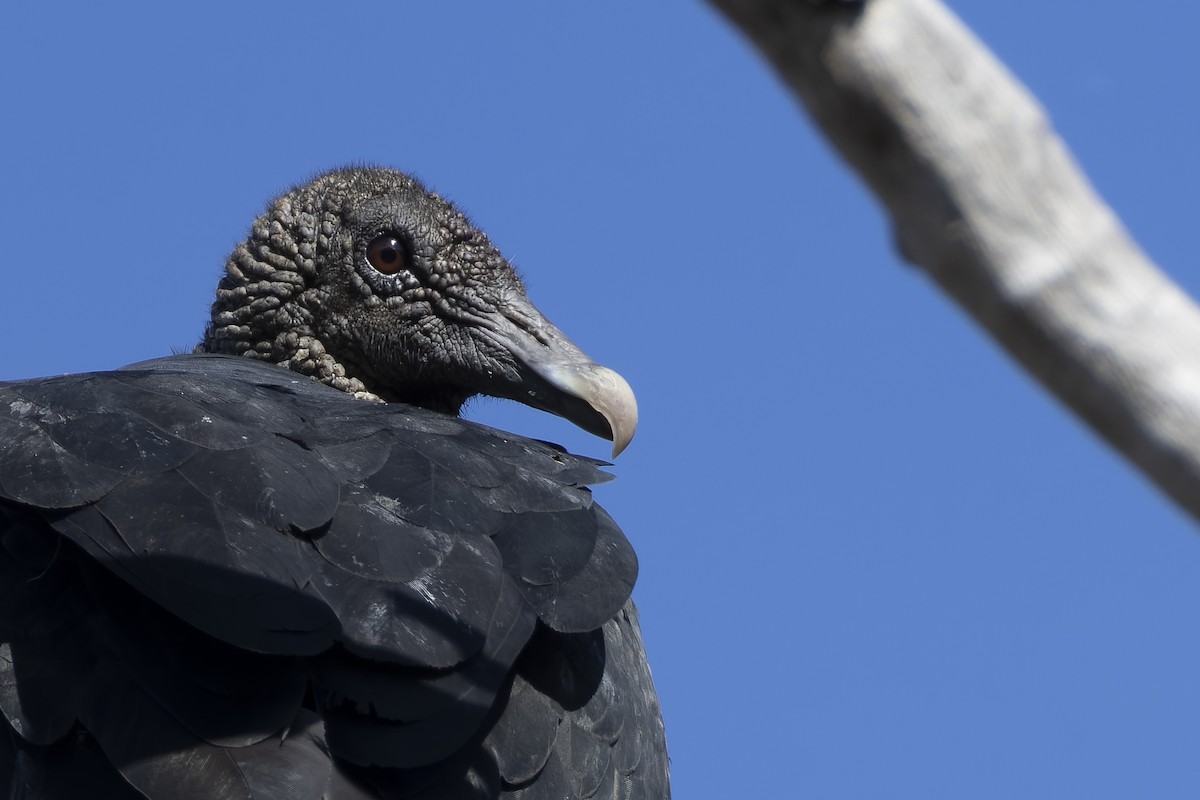 Black Vulture - ML645697327