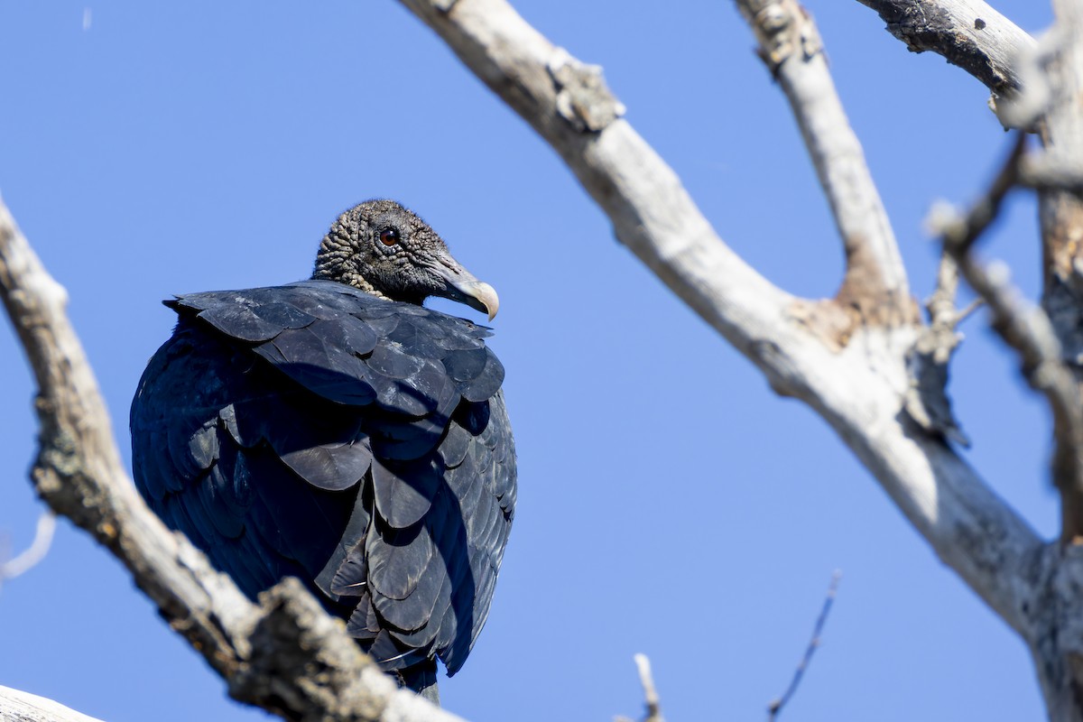 Black Vulture - ML645697328