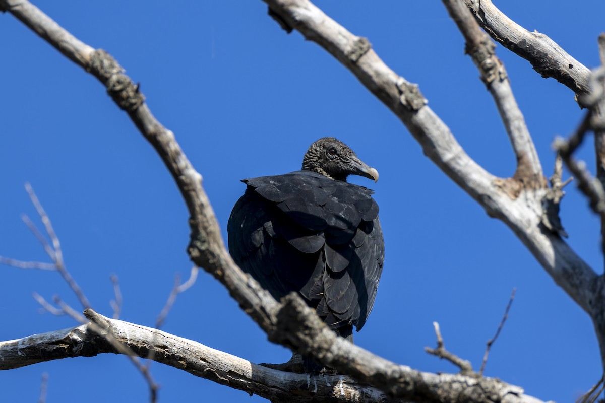 Black Vulture - ML645697329