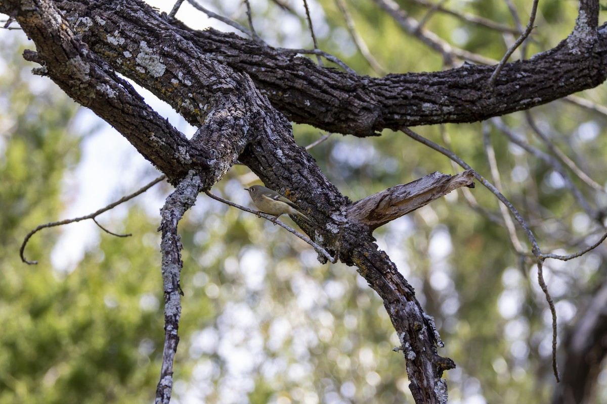 Ruby-crowned Kinglet - ML645697341