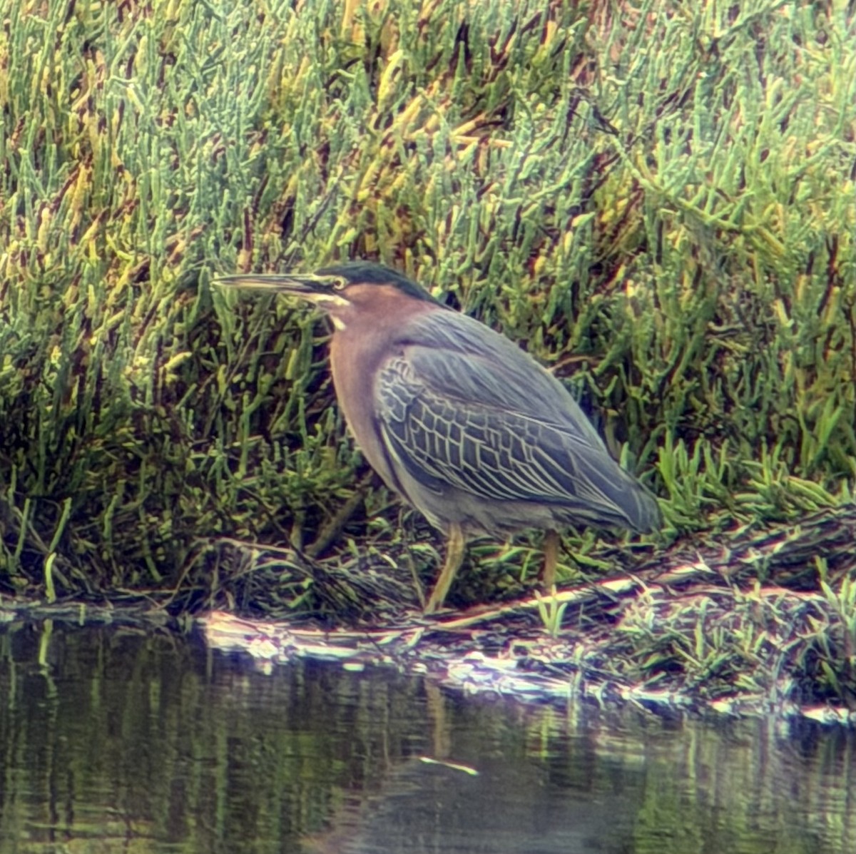 Green Heron - ML645697351