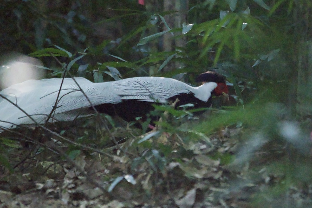 Silver Pheasant - ML645697357