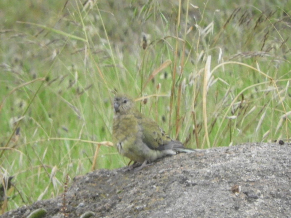 Red-rumped Parrot - ML645697359