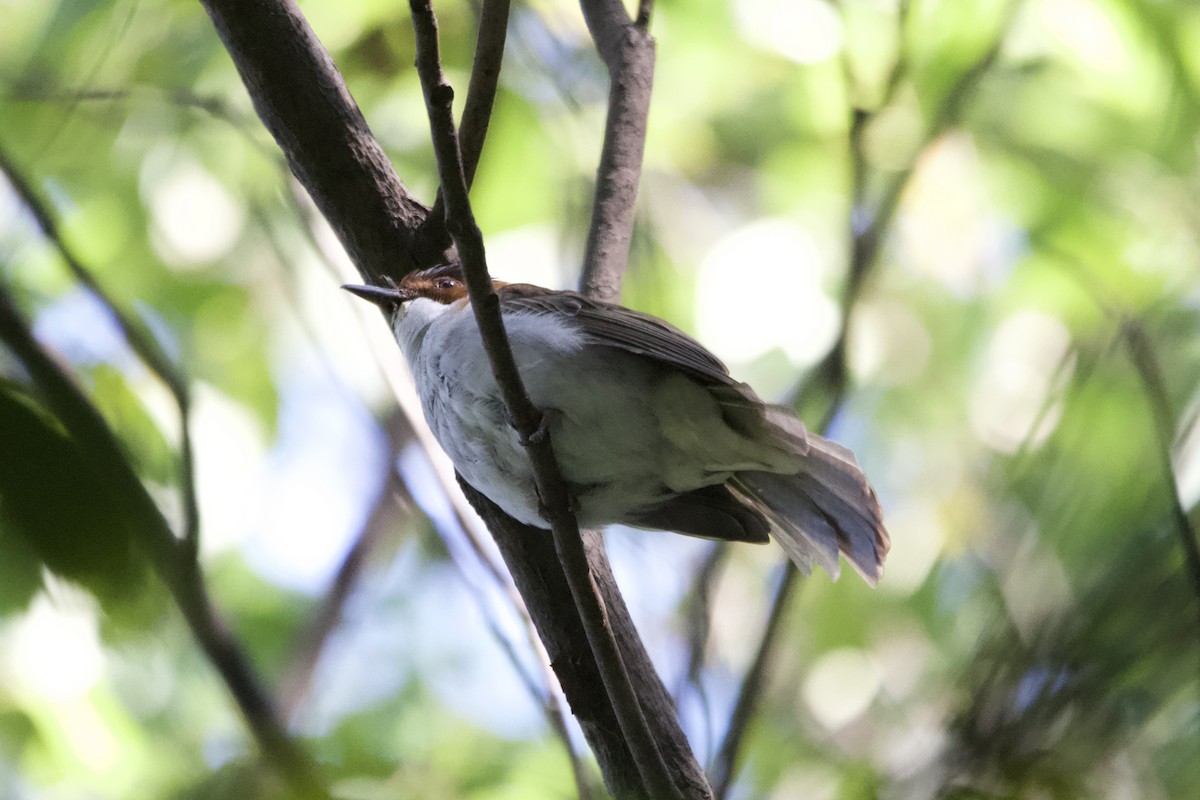 Chestnut Bulbul - ML645697360