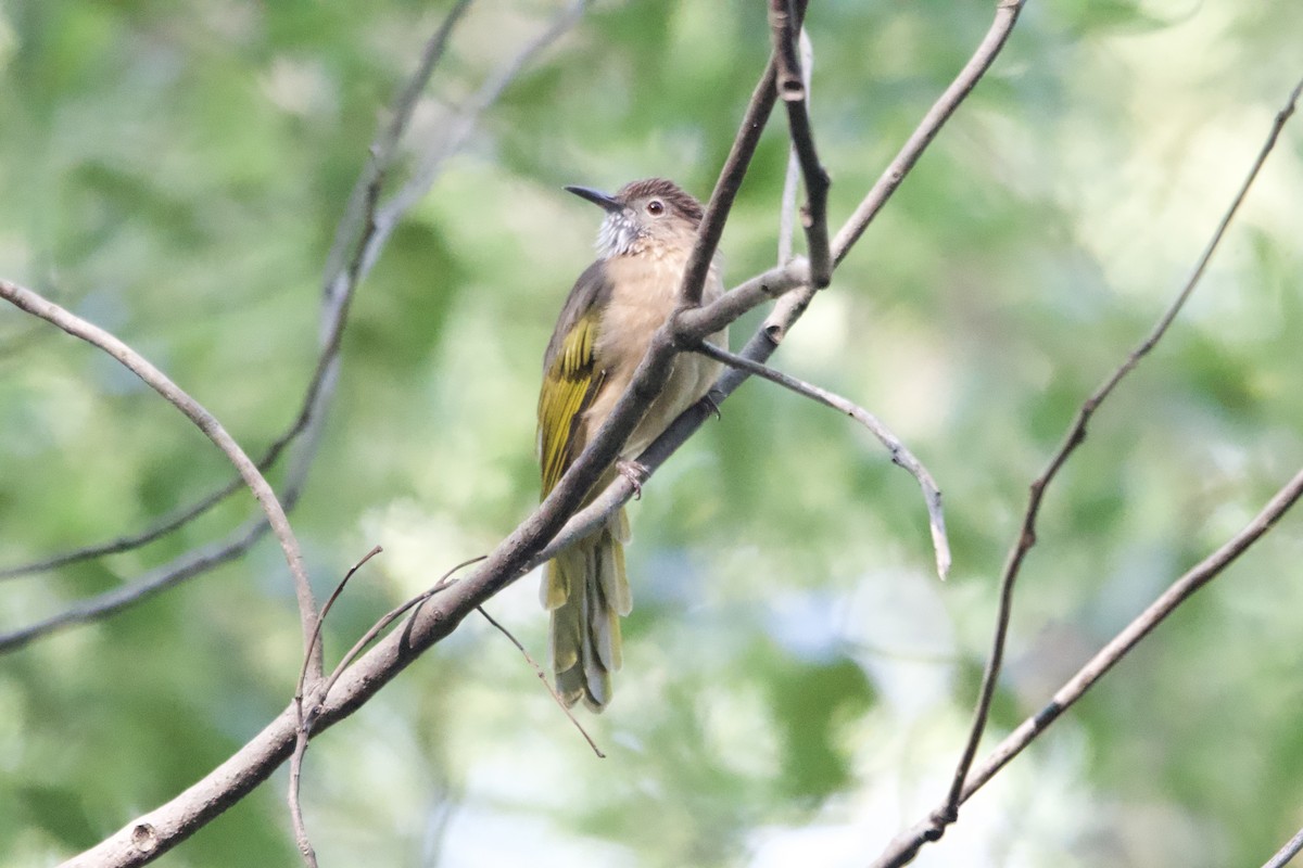 Mountain Bulbul - ML645697361