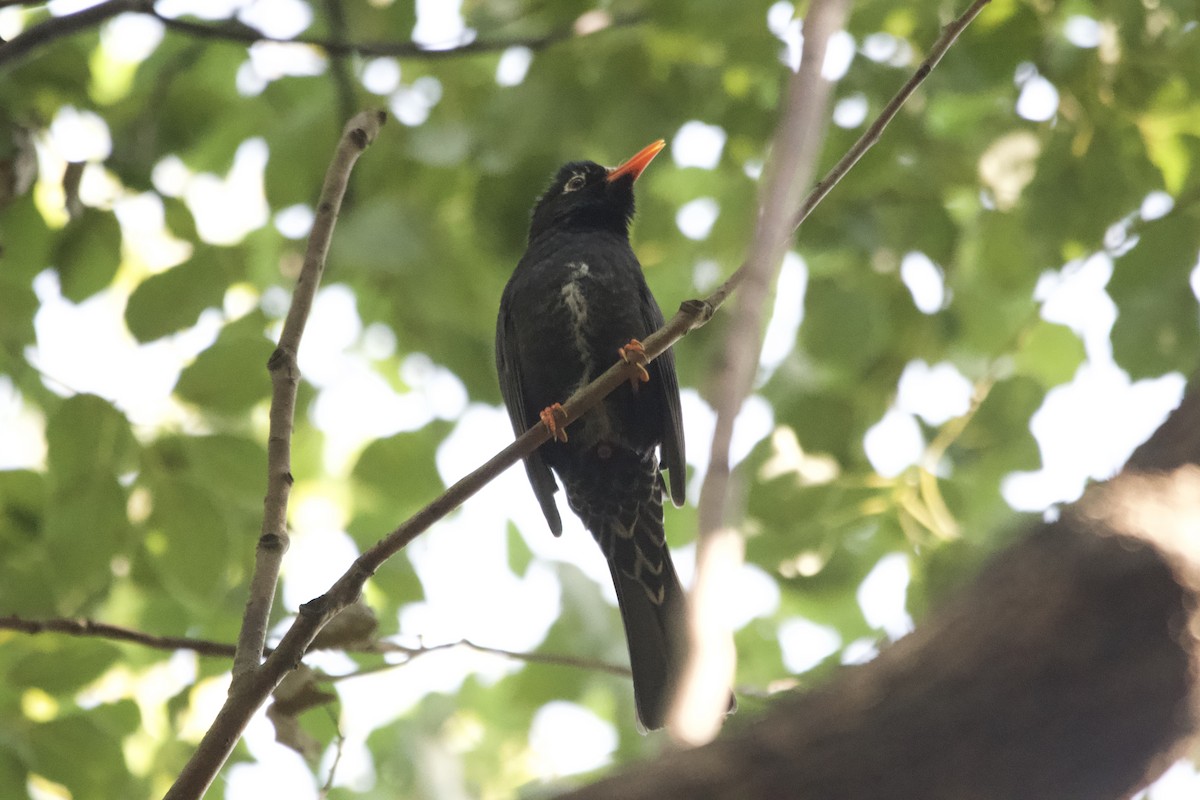 Black Bulbul - ML645697363