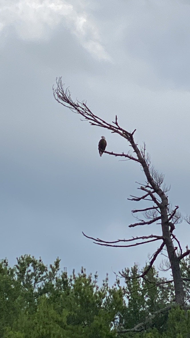 Bald Eagle - ML645697364