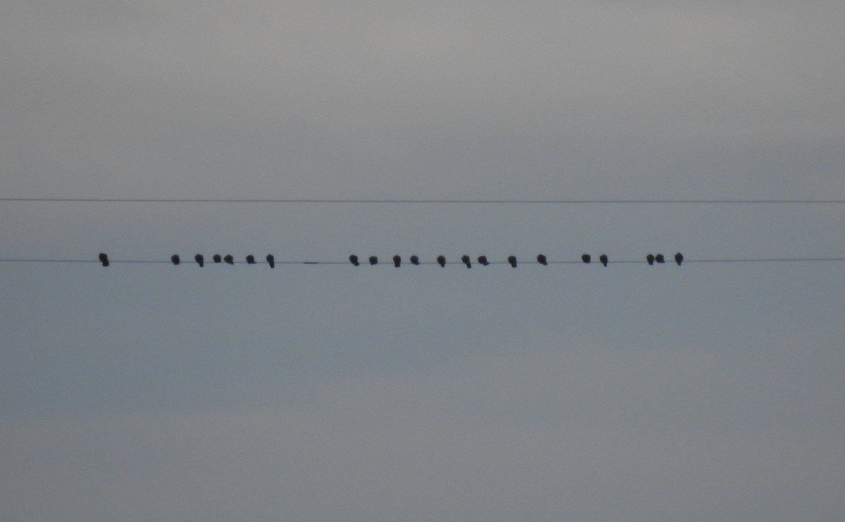 Rock Pigeon (Feral Pigeon) - ML645697365