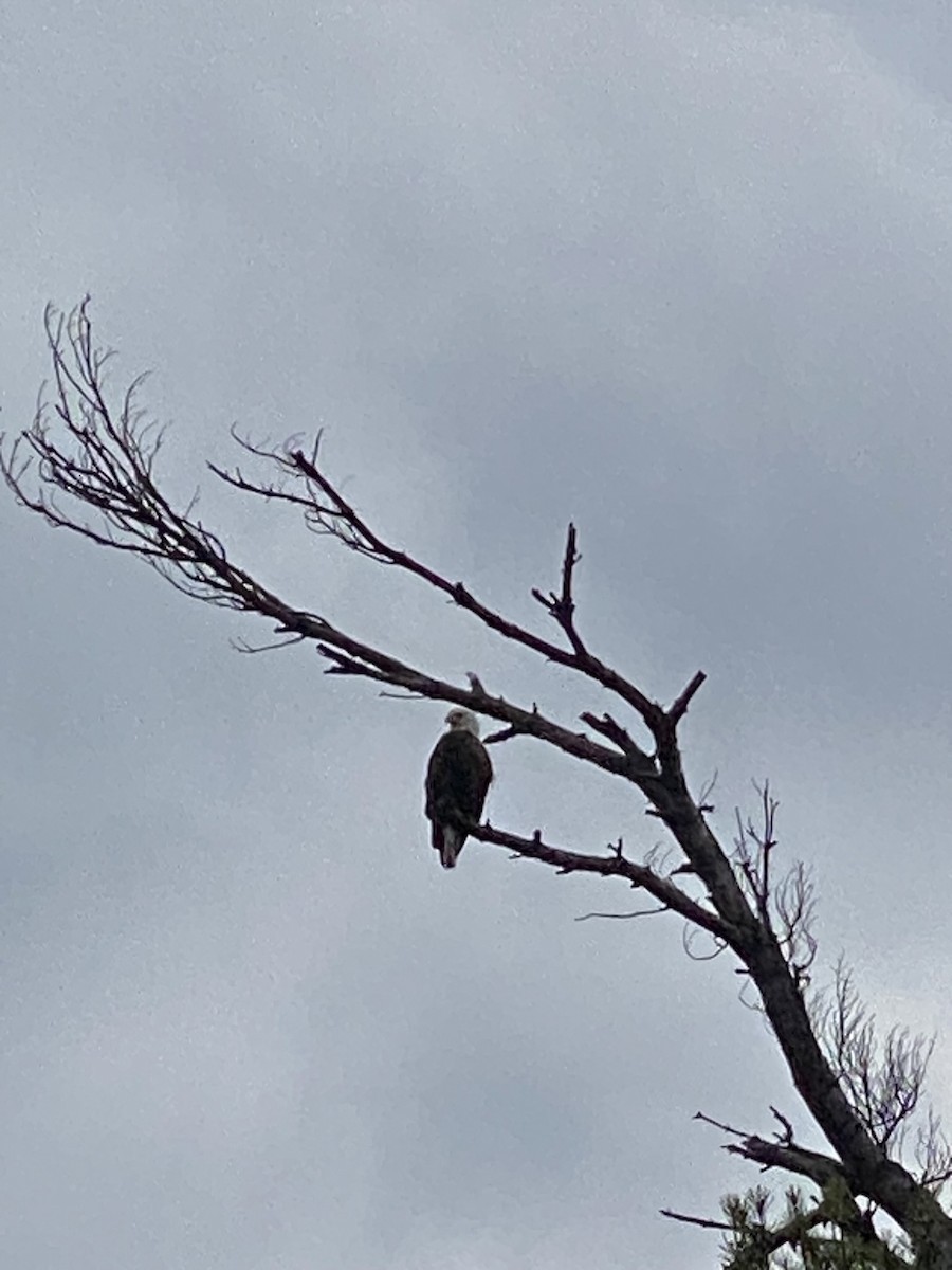 Bald Eagle - ML645697368