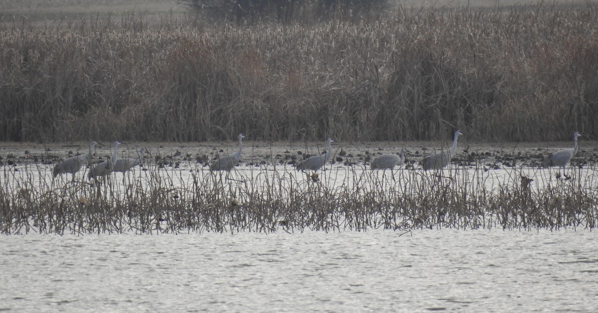 Sandhill Crane - ML645697369