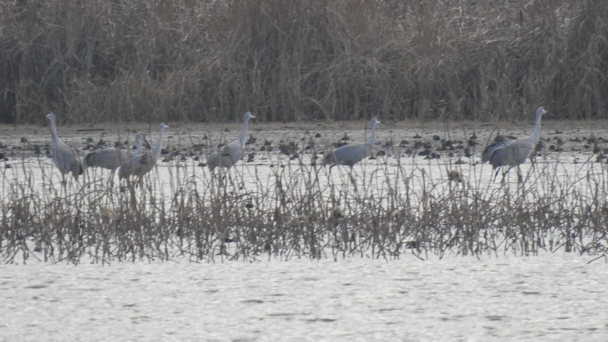 Sandhill Crane - ML645697370