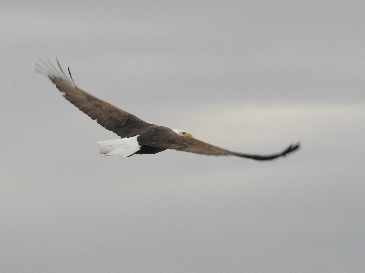 Bald Eagle - ML645697371