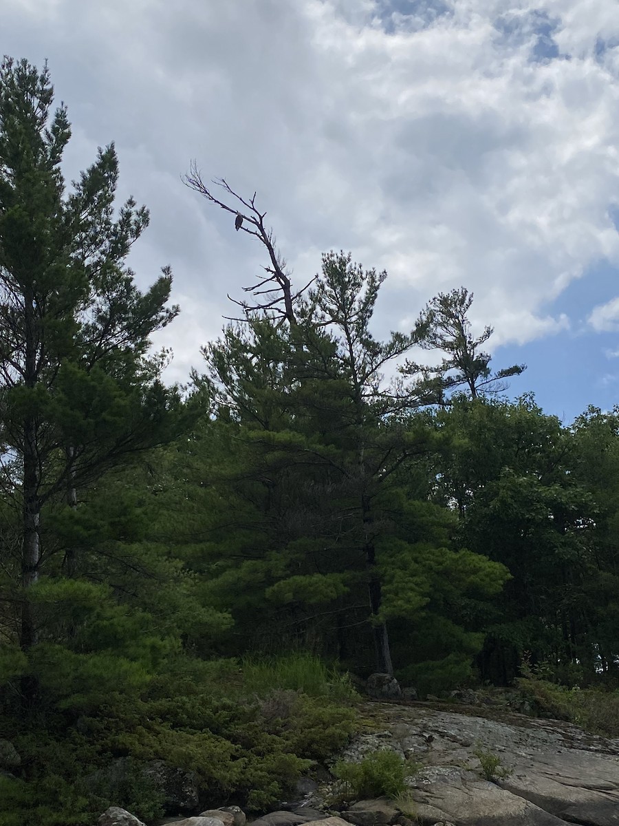 Bald Eagle - ML645697373