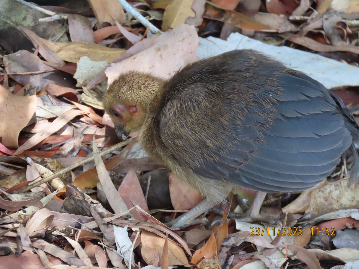 Australian Brushturkey - ML645697374