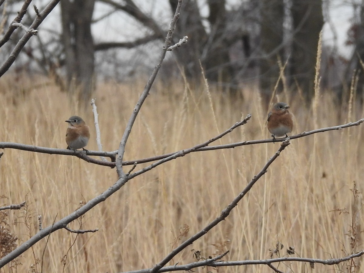 Eastern Bluebird - ML645697375