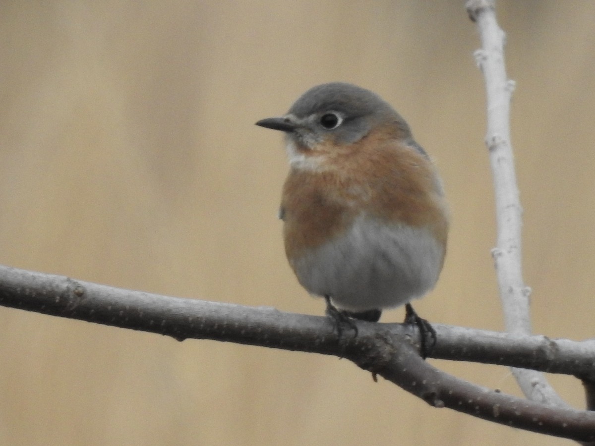 Eastern Bluebird - ML645697376