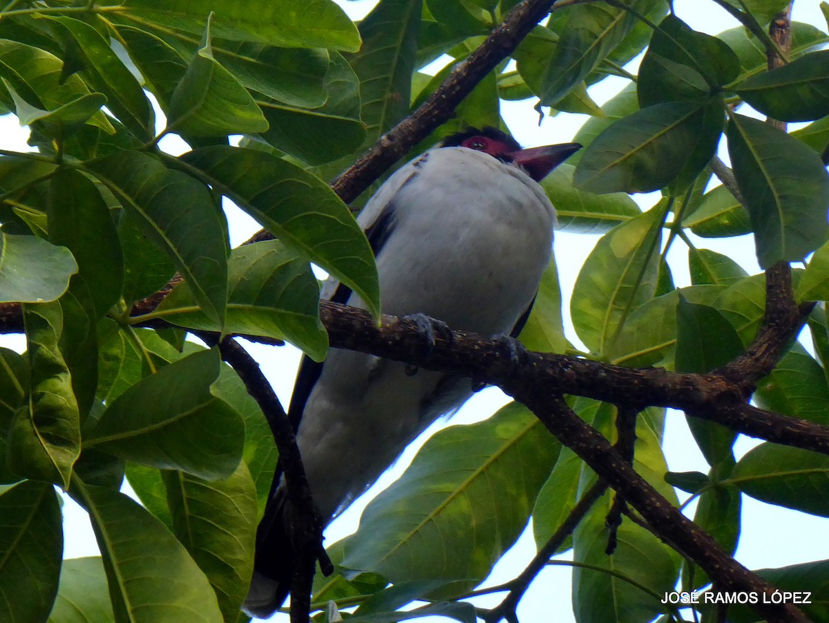 Masked Tityra - ML645697379