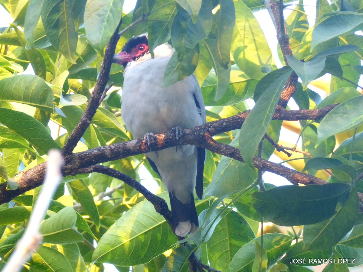 Masked Tityra - ML645697380