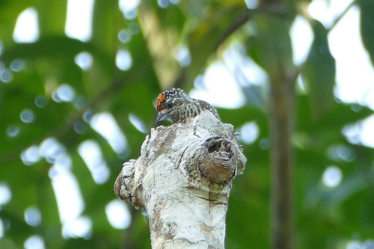 Golden-spangled Piculet - ML645697383