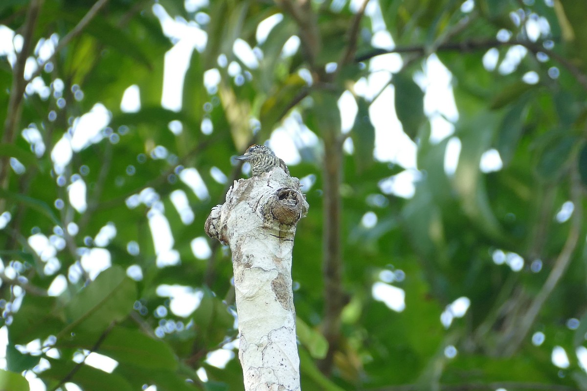 Golden-spangled Piculet - ML645697384