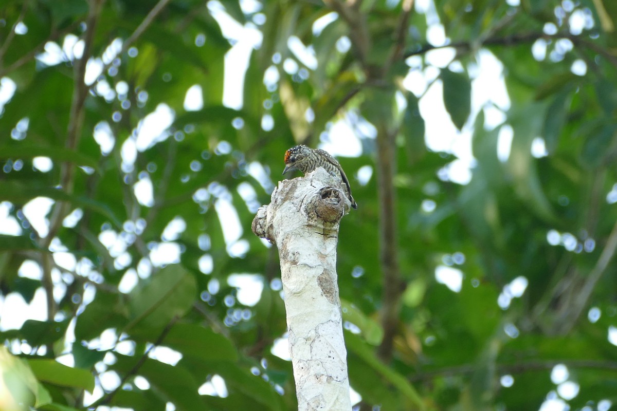 Golden-spangled Piculet - ML645697385
