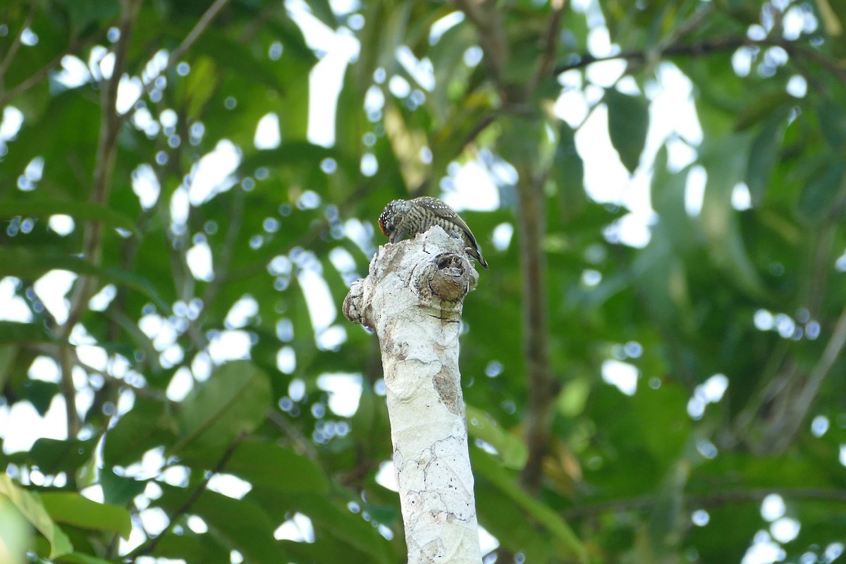 Golden-spangled Piculet - ML645697386