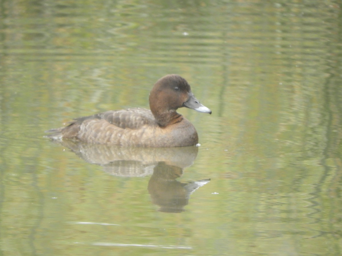 Hardhead - ML645697387