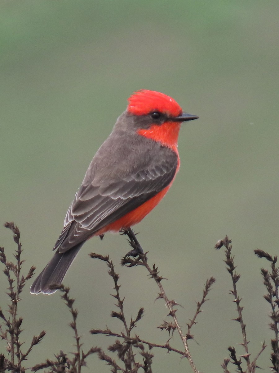 Vermilion Flycatcher - ML645697388